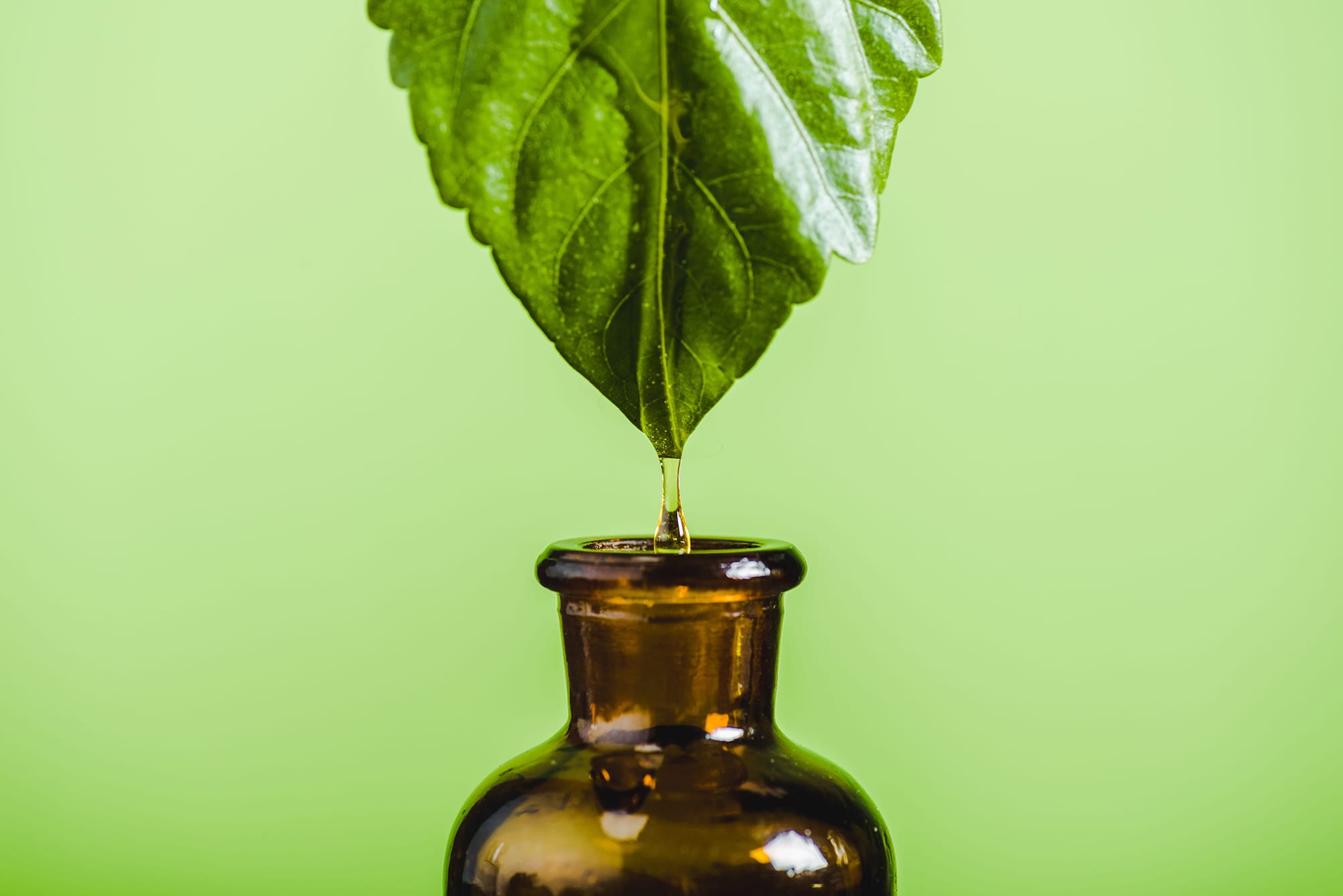 leaf dripping into glass bottle